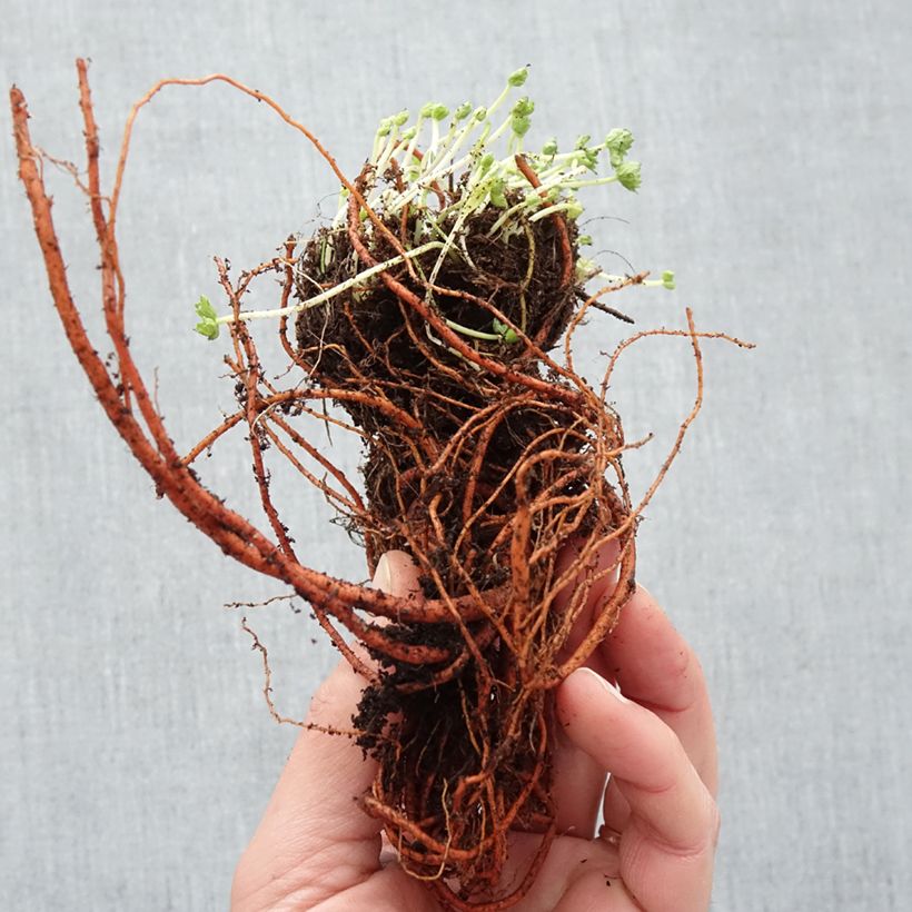 Exemplar von Geranium cinereum Laurence Flatman - Aschgrauer Storchschnabel Wurzelnackt wie im Winter geliefert