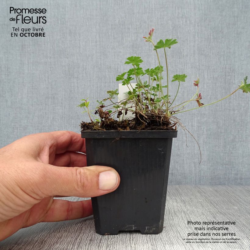 Exemplar von Geranium cinereum v. subcaulescens Giuseppii - Aschgrauer Storchschnabel Kleine Töpfe von 8/9 cm wie im Herbst geliefert
