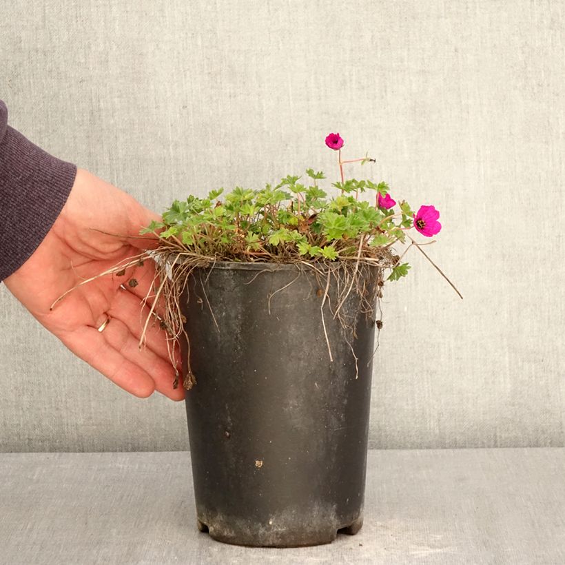 Exemplar von Geranium cinereum v. subcaulescens - Aschgrauer Storchschnabel Topf mit 2L/3L wie im Frühjahr geliefert