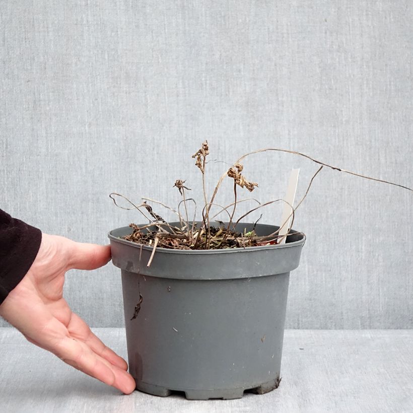 Exemplar von Geranium clarkei Kashmir Purple - Clarkes Storchschnabel Topf mit 2L/3L wie im Winter geliefert