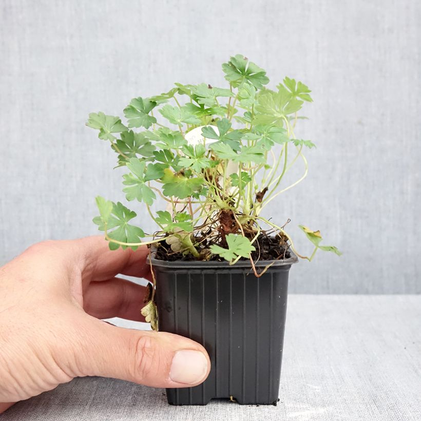 Exemplar von Geranium dalmaticum - Dalmatinischer Storchschnabel Kleine Töpfe von 8/9 cm wie im Herbst geliefert