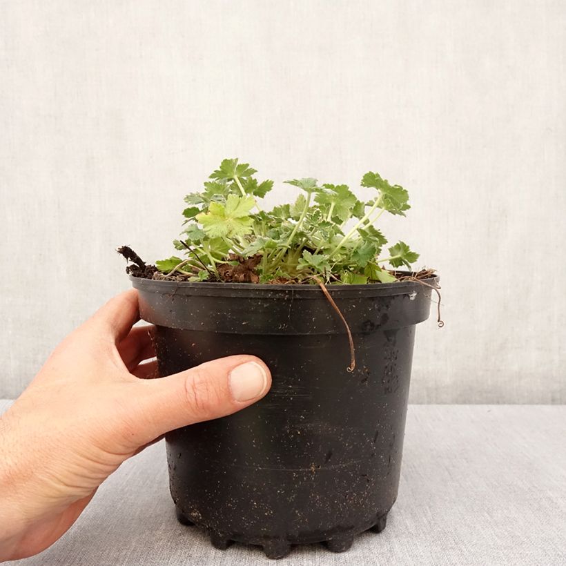 Example of Storchschnabel Dreamland - Geranium Topf mit 2L/3L as you get in printemps