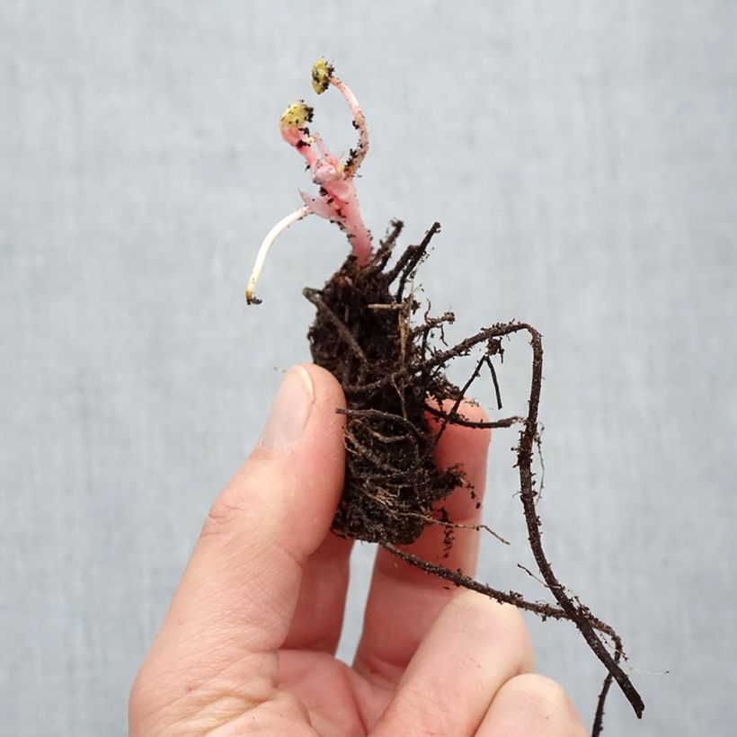 Example of Geranium endressii - Pyrenäen-Storchschnabel Wurzelnackt as you get in hiver