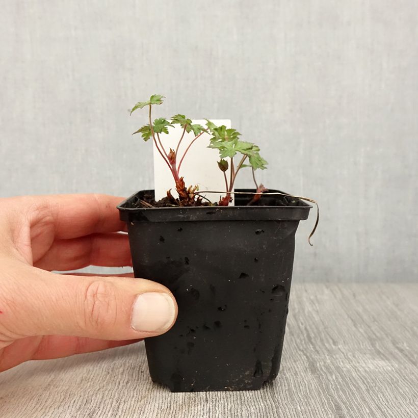 Example of Geranium himalayense Gravetye Kleine Töpfe von 8/9 cm as you get in printemps