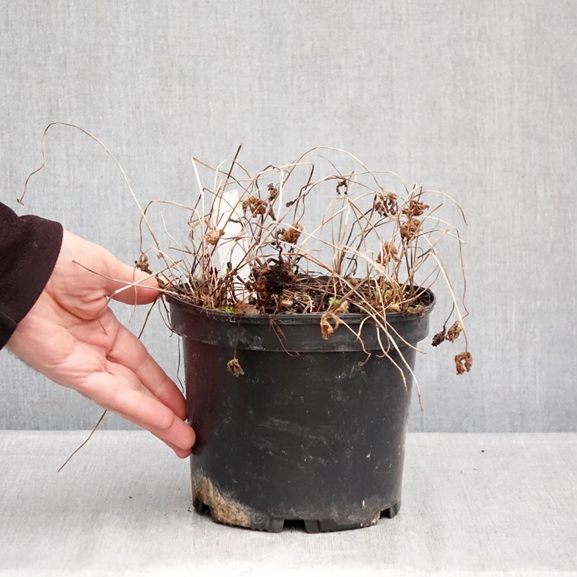 Example of Geranium himalayense Gravetye Topf mit 2L/3L as you get in hiver