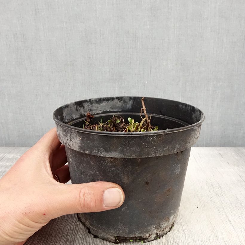 Example of Geranium himalayense Plenum Topf mit 2L/3L as you get in printemps