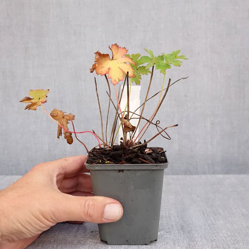 Exemplar von Geranium ibericum ssp jubatum Vital - Iberisches Storchschnabel Kleine Töpfe von 8/9 cm wie im Herbst geliefert