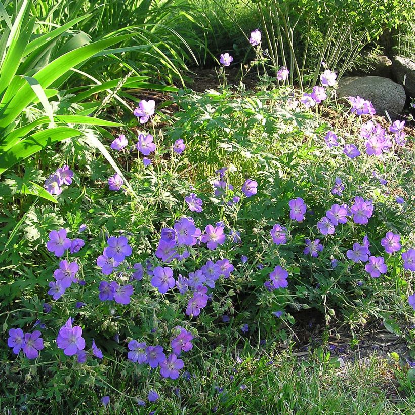 Storchschnabel Johnson's blue - Geranium (Flowering)