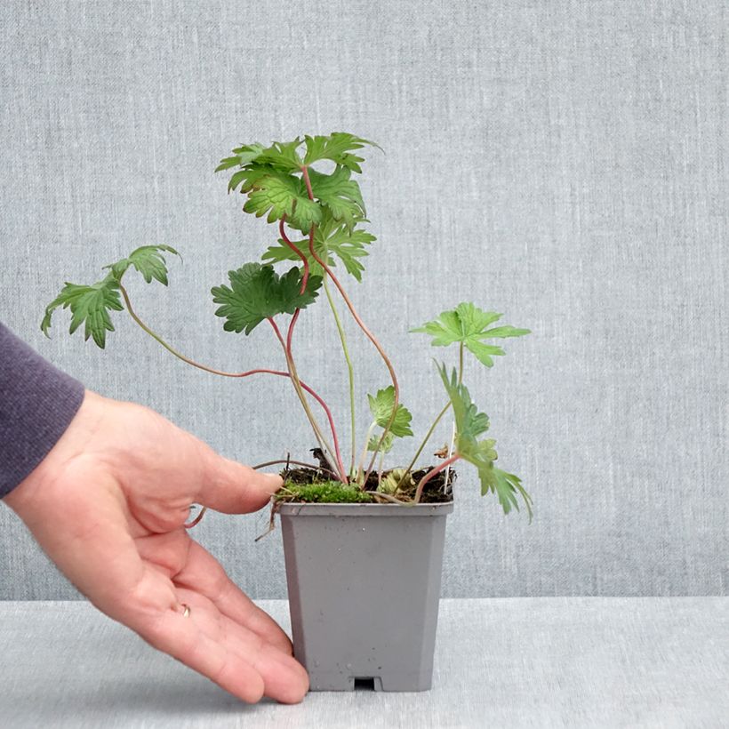 Example of Storchschnabel Johnson's blue - Geranium Kleine Töpfe von 8/9 cm as you get in printemps