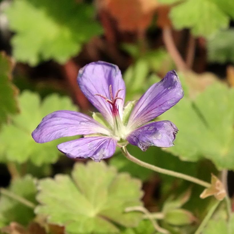 Storchschnabel Joy - Geranium (Flowering)