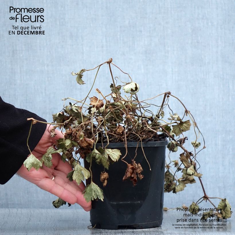 Exemplar von Géranium vivace Kelly-Anne Pot de 1L/1,5L wie im Herbst geliefert