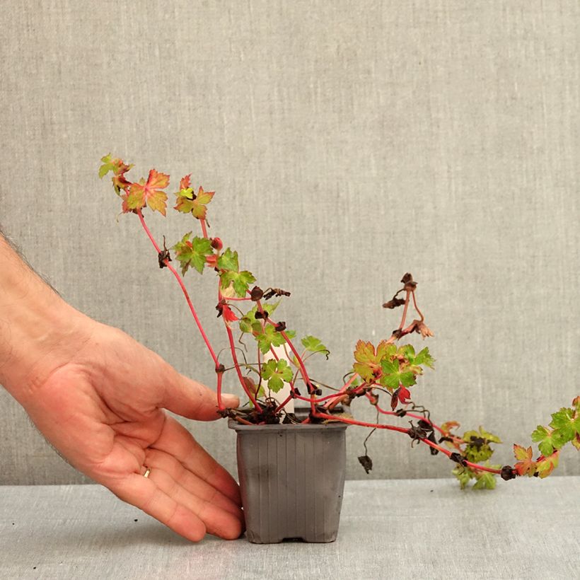 Exemplar von Storchschnabel Kelly-Anne - Geranium Kleine Töpfe von 8/9 cm wie im Sommer geliefert