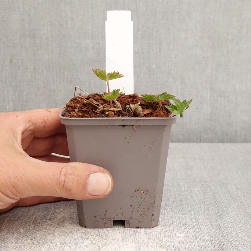 Exemplar von Storchschnabel Kelly-Anne - Geranium Kleine Töpfe von 8/9 cm wie im Frühjahr geliefert