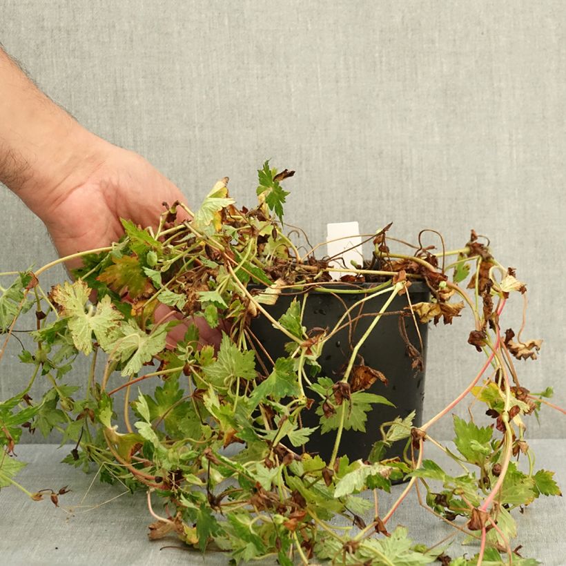 Exemplar von Storchschnabel Kelly-Anne - Geranium Topf mit 2L/3L wie im Sommer geliefert