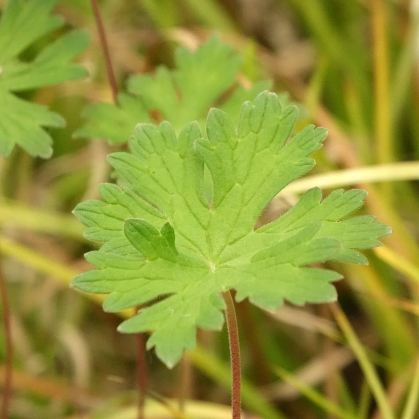 Storchschnabel Lea - Geranium (Foliage)