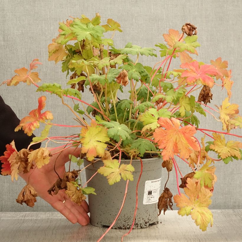 Exemplar von Géranium vivace macrorrhizum Czakor Pot de 3L/4L wie im Herbst geliefert