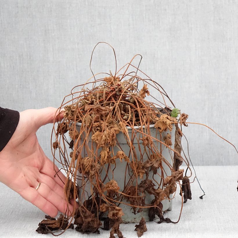 Example of Geranium macrorrhizum Czakor - Balkan-Storchschnabel Topf mit 3L/4L as you get in hiver