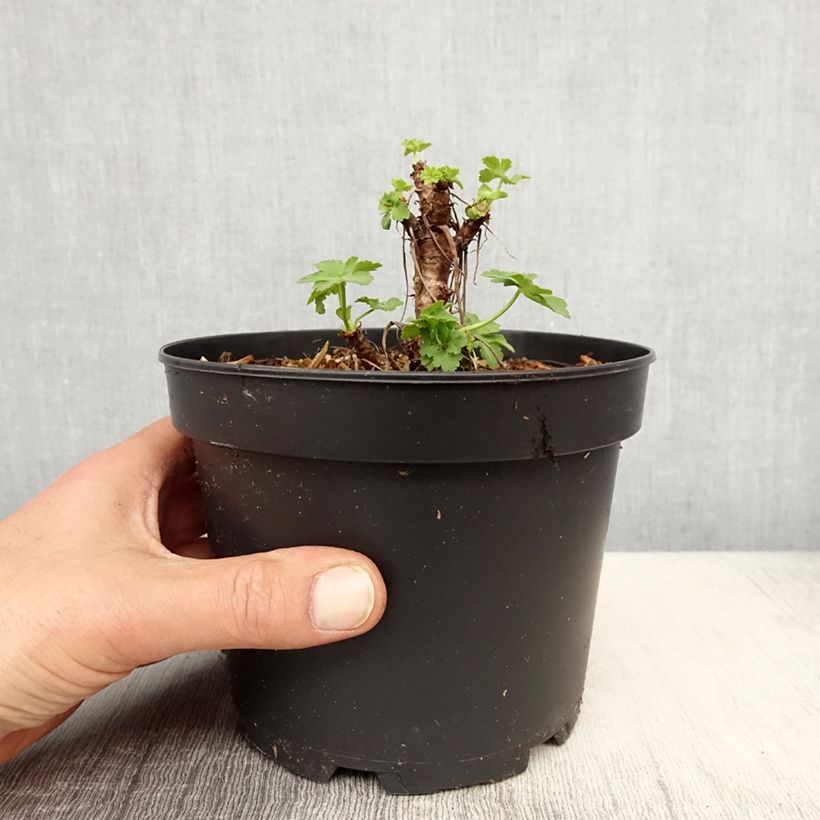 Example of Geranium macrorrhizum White Ness - Balkan-Storchschnabel Topf mit 2L/3L as you get in printemps