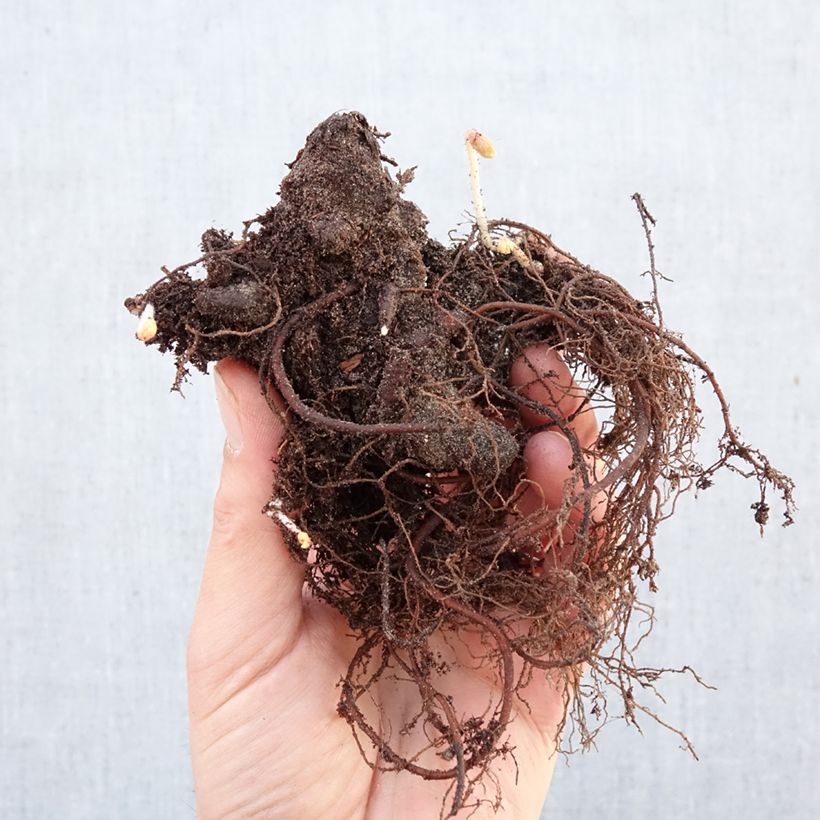 Exemplar von Geranium maculatum Espresso - Dunkelblättriger Storchschnabel Wurzelnackt wie im Winter geliefert