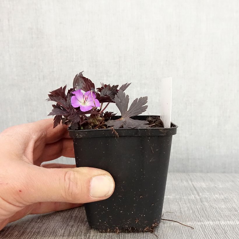 Example of Geranium maculatum Stormy Night - Dunkelblättriger Storchschnabel Kleine Töpfe von 8/9 cm as you get in printemps