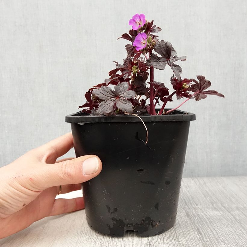 Example of Geranium maculatum Stormy Night - Dunkelblättriger Storchschnabel Topf mit 2L/3L as you get in printemps