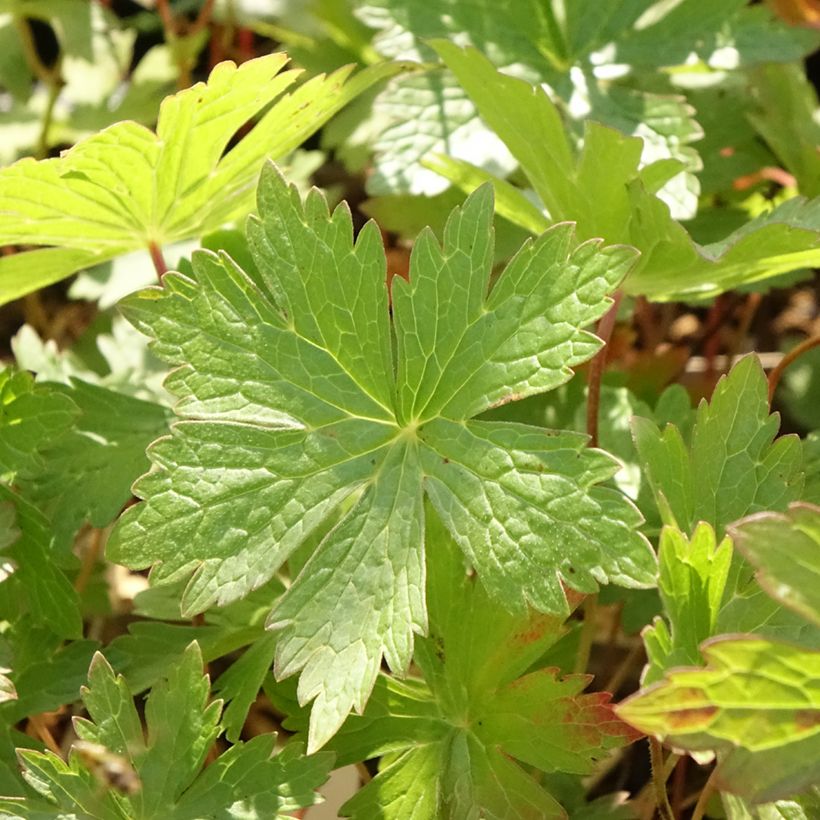 Geranium maculatum Vickie Lynn - Dunkelblättriger Storchschnabel (Foliage)