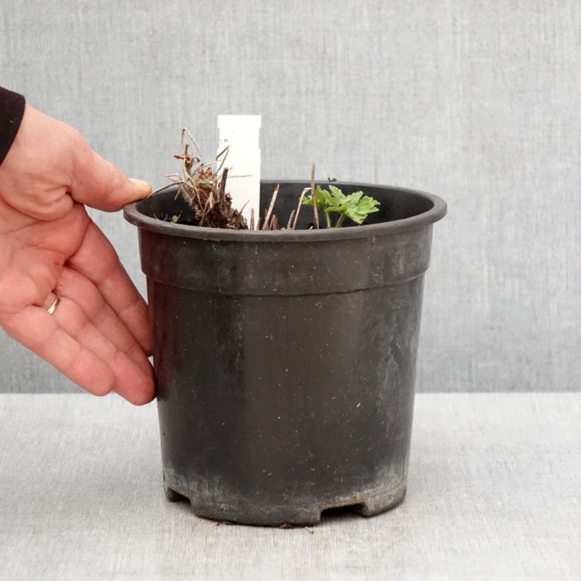 Exemplar von Geranium magnificum Blue Blood - Großer Storchschnabel Topf mit 2L/3L wie im Frühjahr geliefert