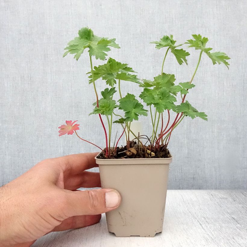 Exemplar von Geranium magnificum Rosemoor - Großer Storchschnabel Kleine Töpfe von 8/9 cm wie im Sommer geliefert