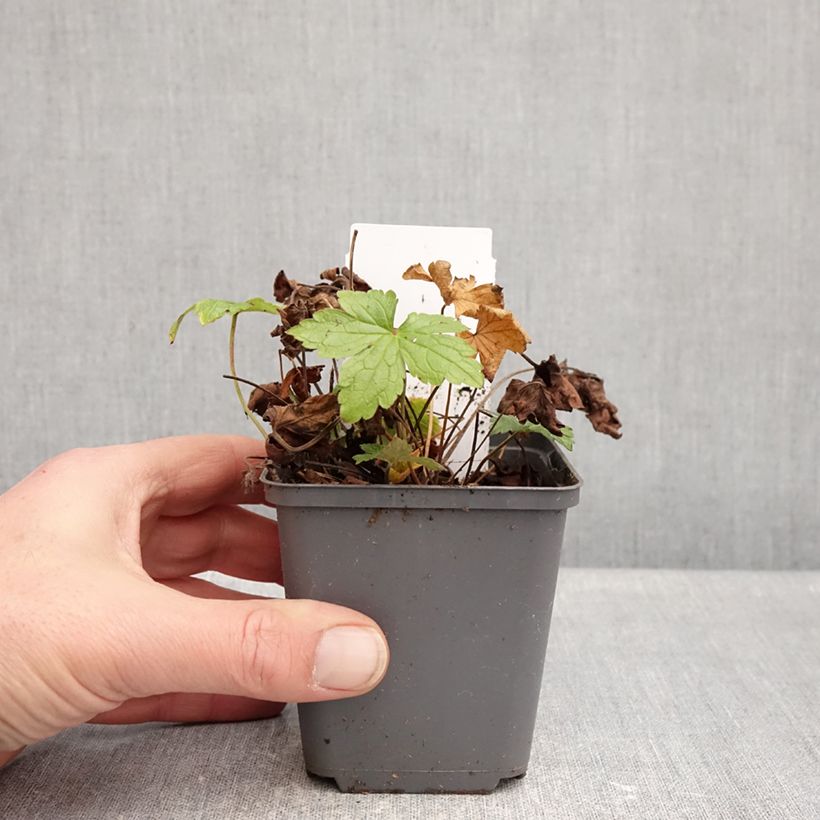 Exemplar von Geranium nodosum Tony's Talisman - Knotiger Bergwald Storchschnabel Kleine Töpfe von 8/9 cm wie im Winter geliefert