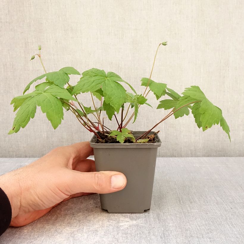 Exemplar von Geranium nodosum Tony's Talisman - Knotiger Bergwald Storchschnabel Kleine Töpfe von 8/9 cm wie im Frühjahr geliefert