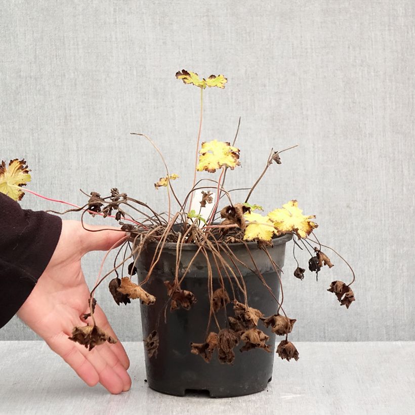 Exemplar von Storchschnabel Orion - Geranium Topf mit 2L/3L wie im Herbst geliefert