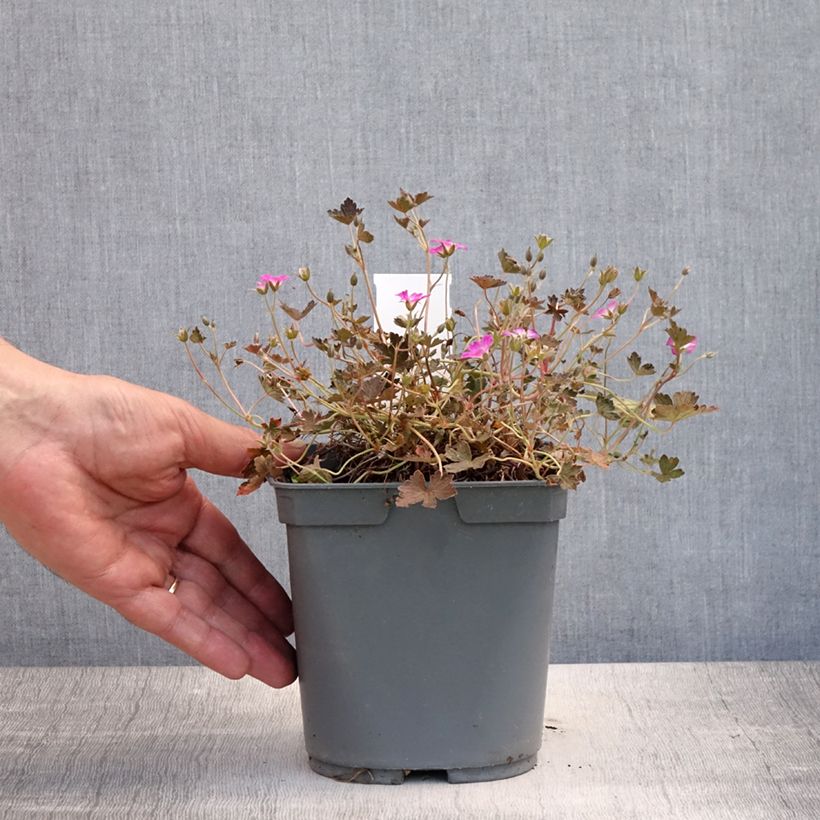 Exemplar von Geranium oxonianum Orkney Cherry - Oxford-Storchschnabel Topf mit 1,5L/2L wie im Sommer geliefert