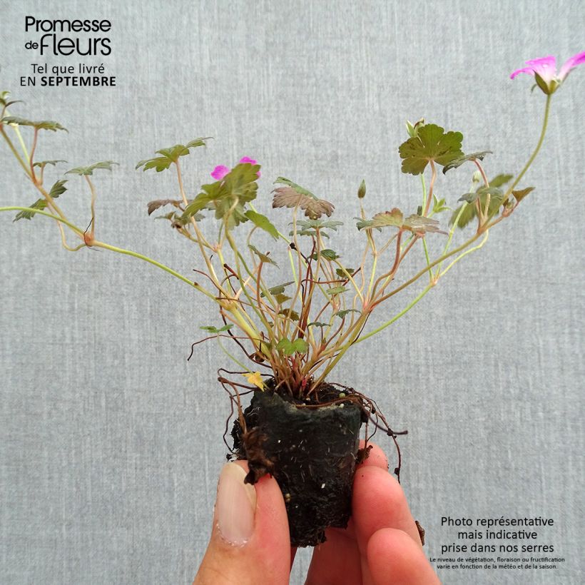 Exemplar von Geranium oxonianum Orkney Cherry - Oxford-Storchschnabel Mini-Plug Ø 3/4 cm wie im Herbst geliefert