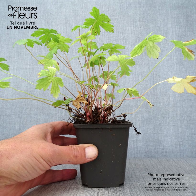 Exemplar von Géranium vivace oxonianum Ankum's White Godet de 8/9 cm wie im Herbst geliefert