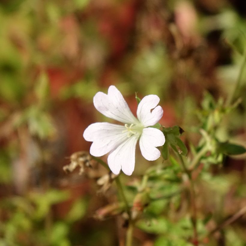 Geranium oxonianum Ankum's White - Oxford-Storchschnabel (Blüte)
