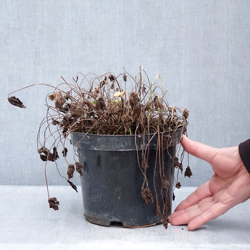 Example of Geranium oxonianum Claridge Druce - Oxford-Storchschnabel Topf mit 2L/3L as you get in hiver