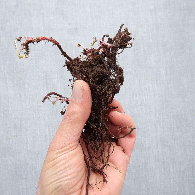 Example of Geranium oxonianum Claridge Druce - Oxford-Storchschnabel Wurzelnackt as you get in hiver