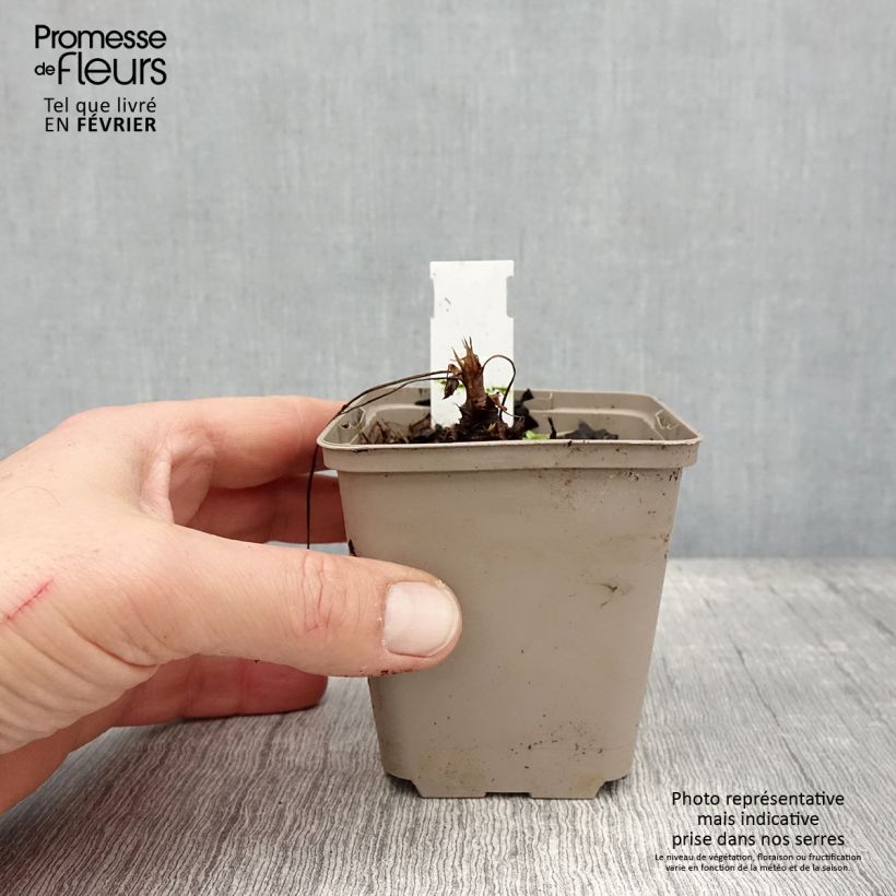 Exemplar von Geranium oxonianum f. thurstonianum - Oxford-Storchschnabel Kleine Töpfe von 8/9 cm wie im Winter geliefert