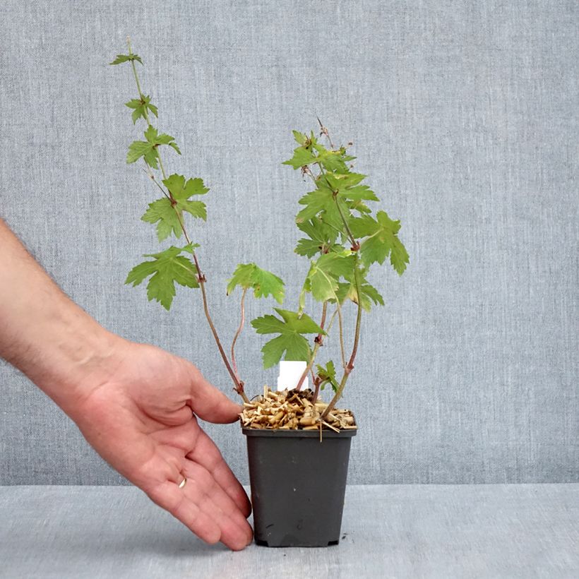 Exemplar von Geranium phaeum Angelina - Brauner Storchschnabel Kleine Töpfe von 8/9 cm wie im Frühjahr geliefert