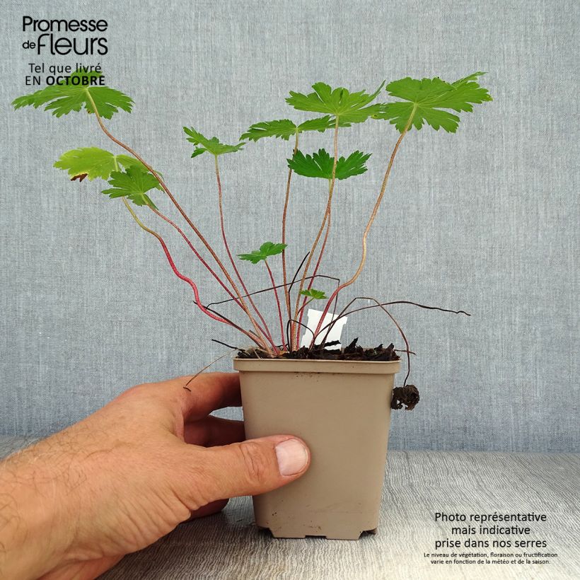 Exemplar von Geranium phaeum Mourning Widow - Brauner Storchschnabel Kleine Töpfe von 8/9 cm wie im Herbst geliefert