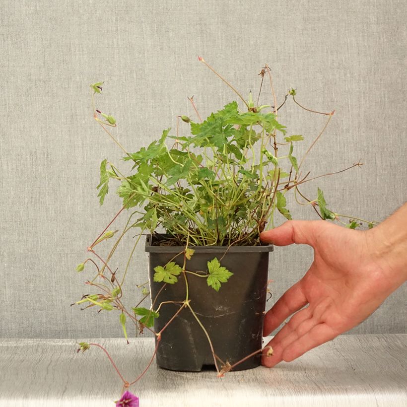 Exemplar von Storchschnabel Pink Penny - Geranium Topf mit 2L/3L wie im Sommer geliefert