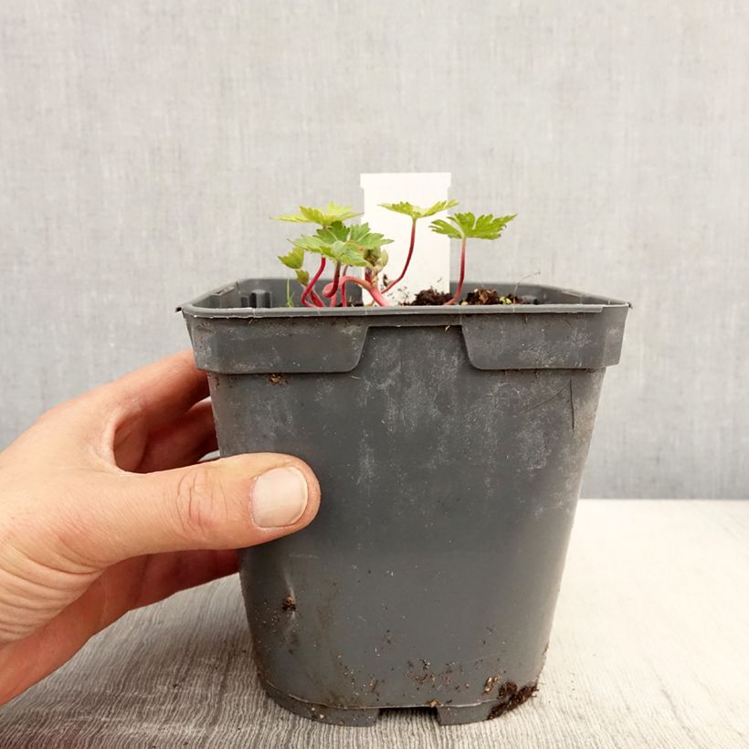 Example of Storchschnabel Pink Penny - Geranium Topf mit 2L/3L as you get in printemps