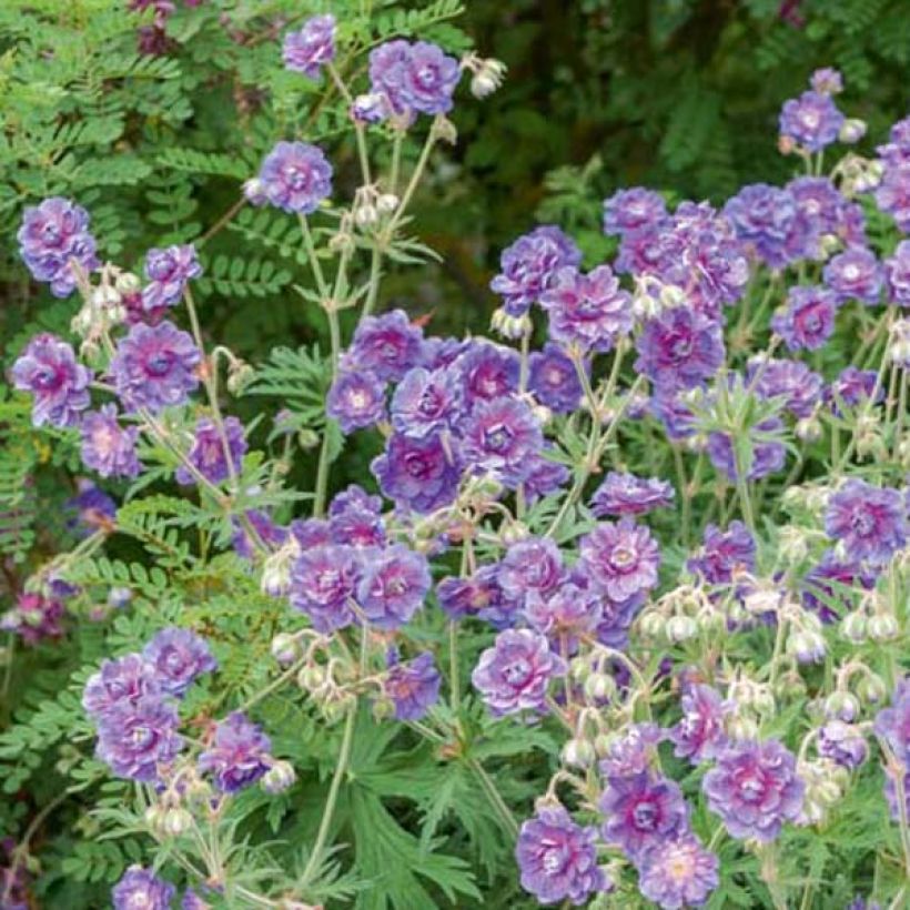 Geranium pratense Plenum Violaceum - Wiesen-Storchschnabel (Wuchs)