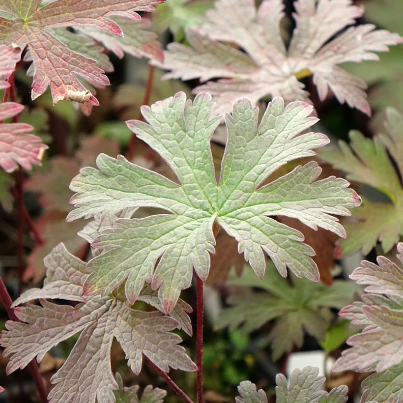 Geranium pratense Dark Eyes - Wiesen-Storchschnabel (Foliage)