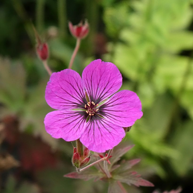 Geranium pratense Dark Eyes - Wiesen-Storchschnabel (Flowering)