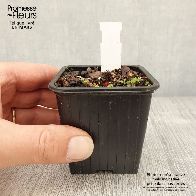 Example of Geranium pratense Dark Eyes - Wiesen-Storchschnabel Kleine Töpfe von 8/9 cm as you get in printemps