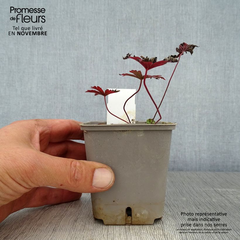 Exemplar von Géranium vivace pratense Dark Reiter Godet de 8/9 cm wie im Herbst geliefert