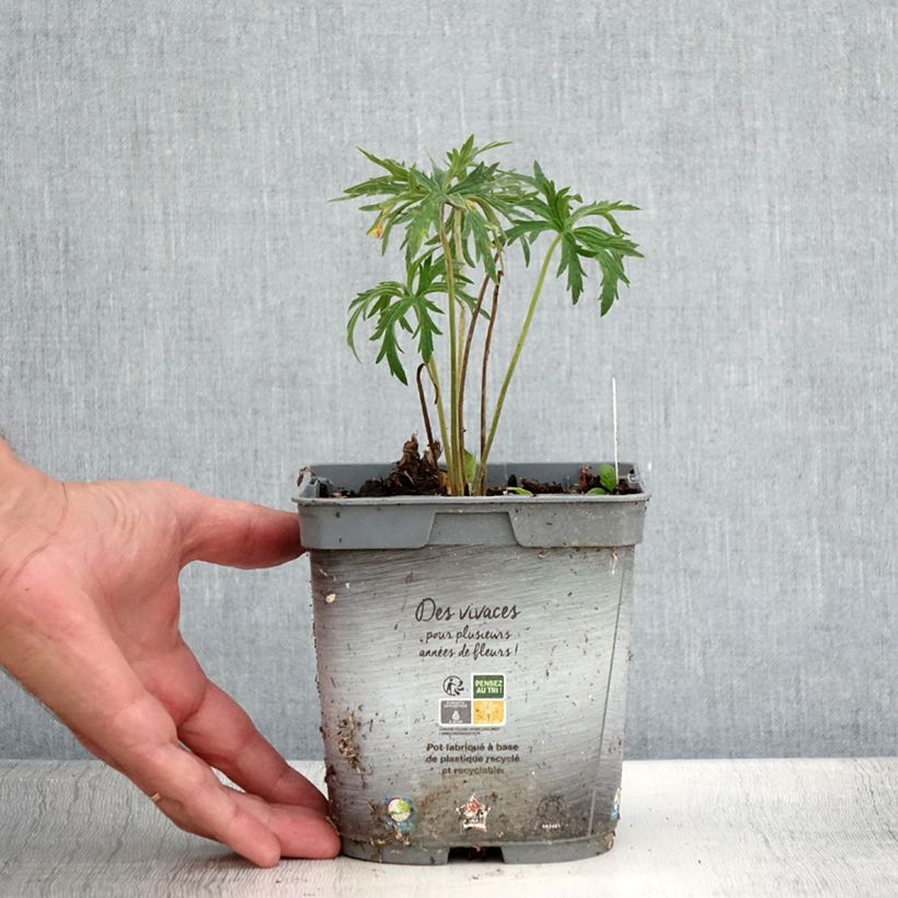 Exemplar von Geranium pratense Double Jewel - Wiesen-Storchschnabel Topf mit 2L/3L wie im Sommer geliefert