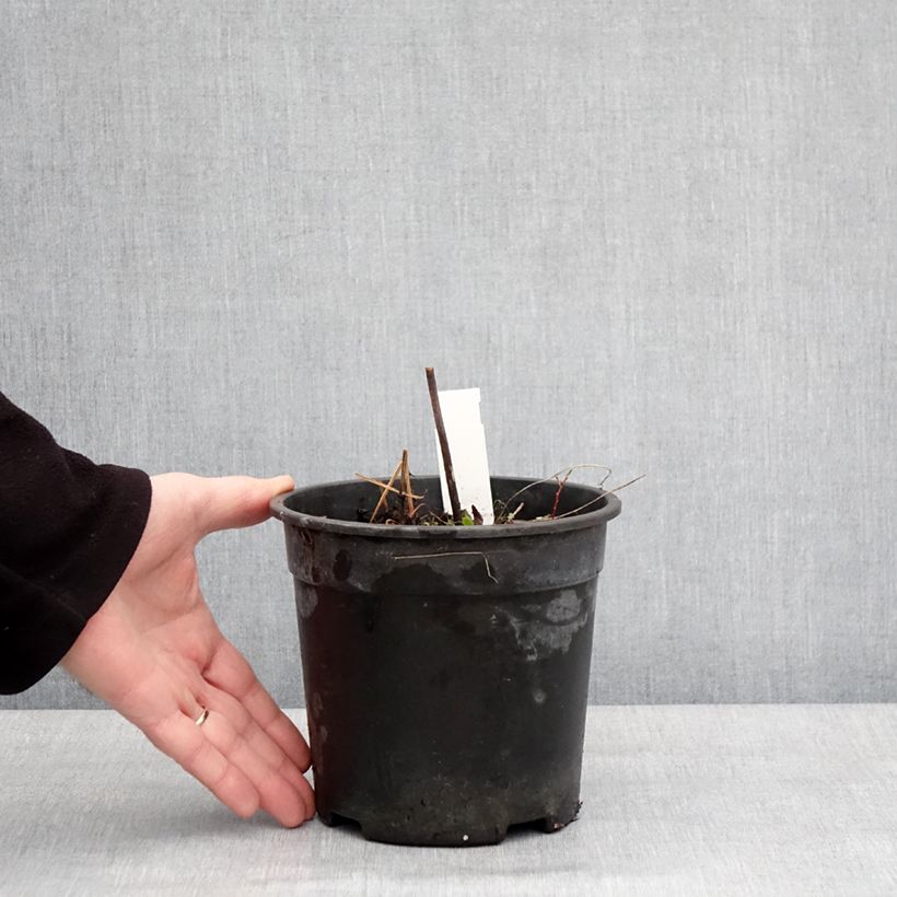 Example of Geranium pratense Laura - Wiesen-Storchschnabel Topf mit 2L/3L as you get in hiver