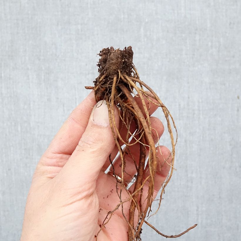 Exemplar von Geranium pratense Laura - Wiesen-Storchschnabel Wurzelnackt wie im Winter geliefert